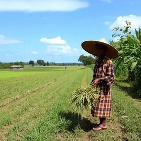 Antônio Rocha: cultura rural e tradição agropecuária em Barra Mansa