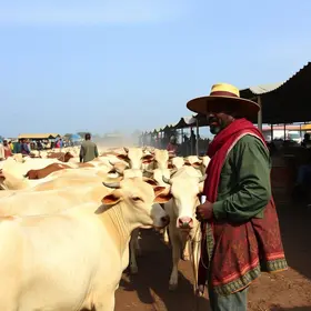 Leilão de Gado de Antônio Rocha: tradição rural de Barra Mansa