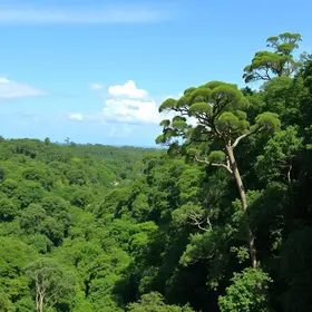 Mata Atlântica em Barra Mansa: áreas naturais e importância ambiental